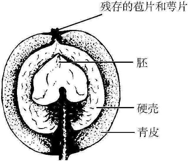 四、物候期